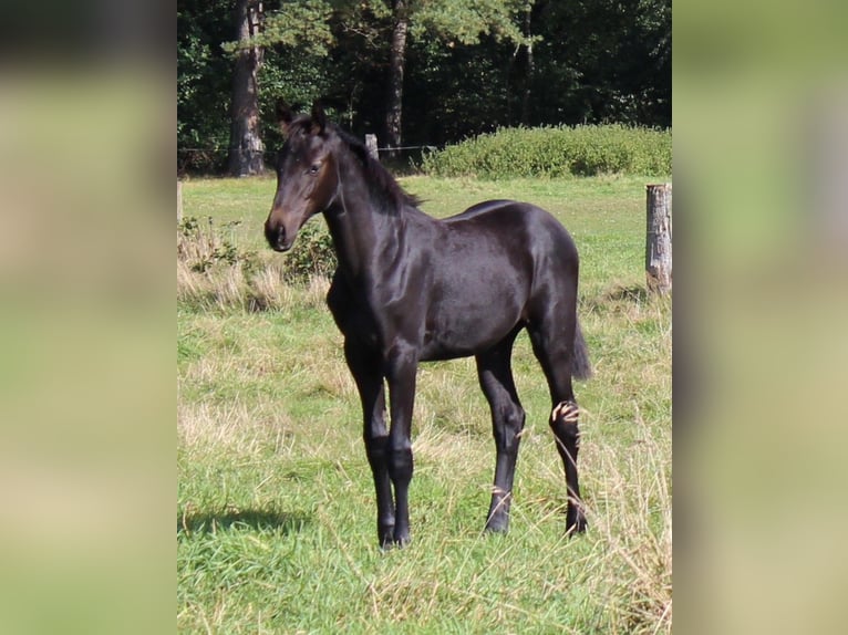 Hannoveraan Merrie Veulen (05/2025) 165 cm Schimmel in Handeloh