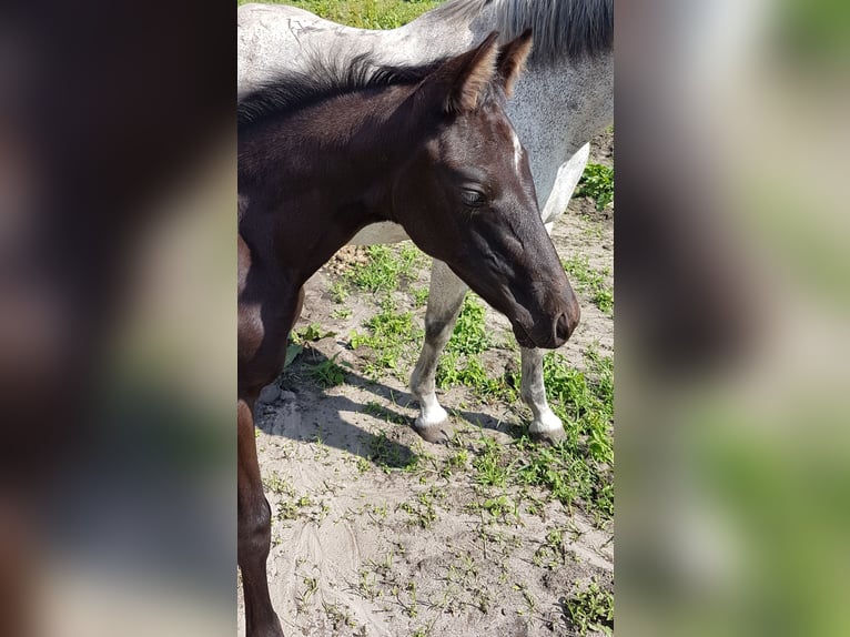 Hannoveraan Merrie veulen (04/2024) 165 cm Zwart in Rehden