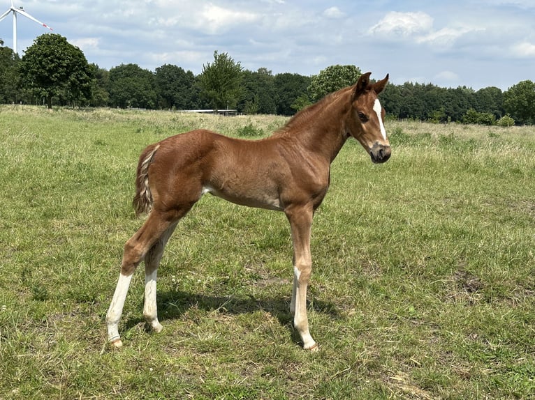 Hannoveraan Merrie veulen (05/2024) 166 cm Donkere-vos in Langwedel