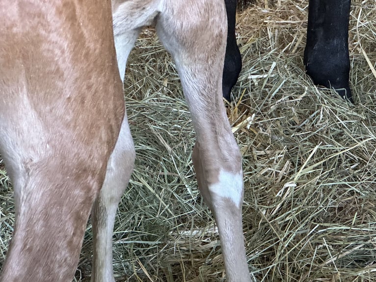 Hannoveraan Merrie veulen (05/2024) 166 cm Donkere-vos in Langwedel