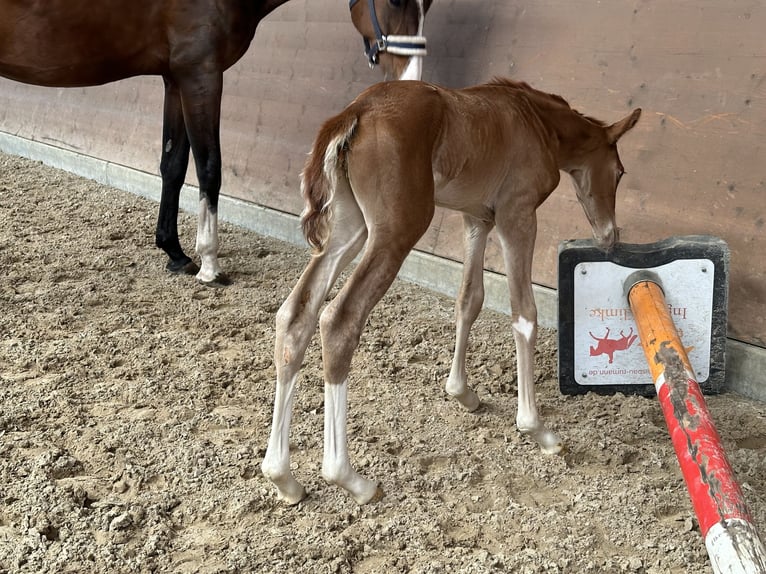 Hannoveraan Merrie veulen (05/2024) 166 cm Donkere-vos in Langwedel