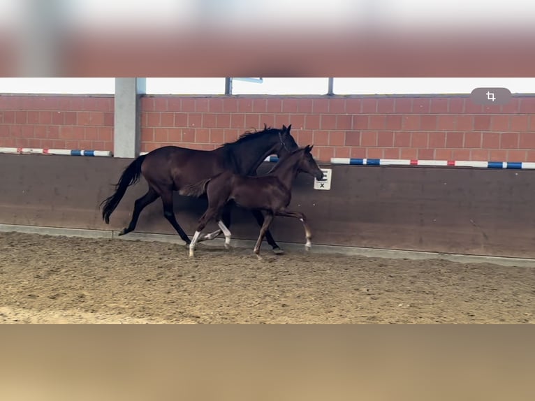 Hannoveraan Merrie veulen (05/2024) 166 cm Donkere-vos in Langwedel