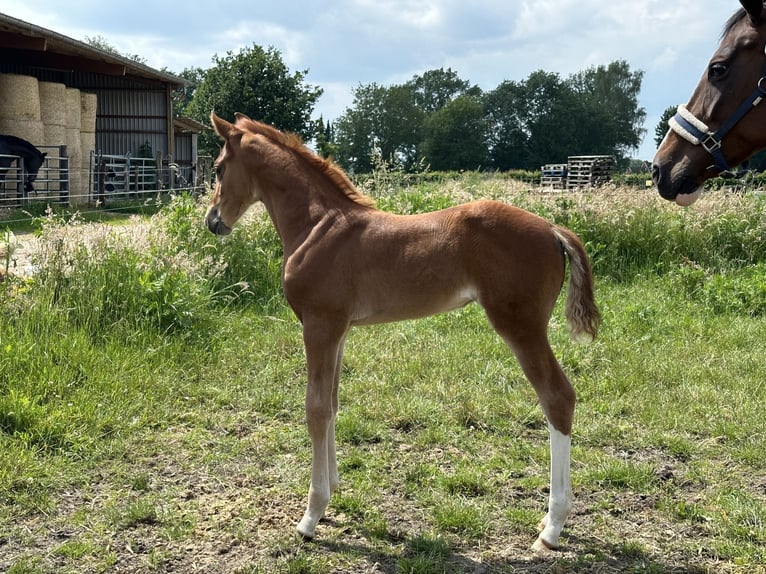 Hannoveraan Merrie veulen (05/2024) 166 cm Donkere-vos in Langwedel