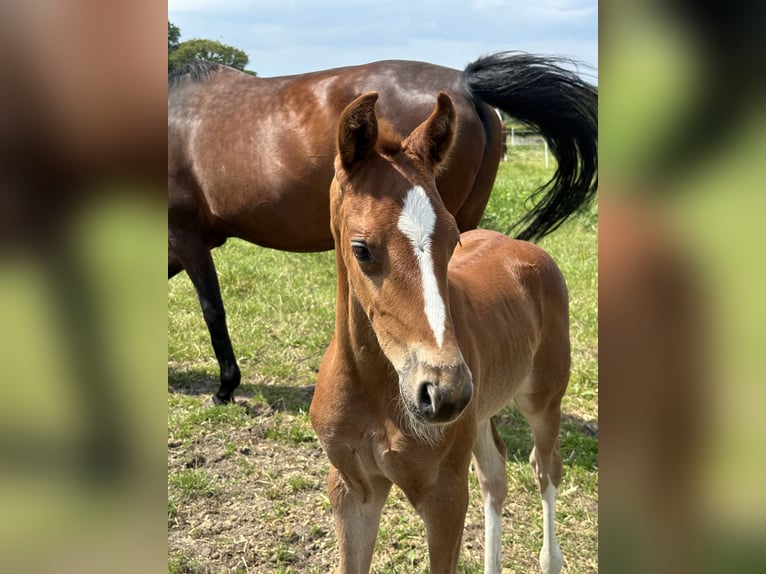 Hannoveraan Merrie veulen (05/2024) 166 cm Donkere-vos in Langwedel