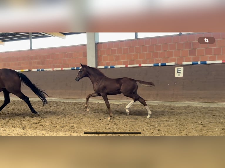 Hannoveraan Merrie veulen (05/2024) 166 cm Donkere-vos in Langwedel