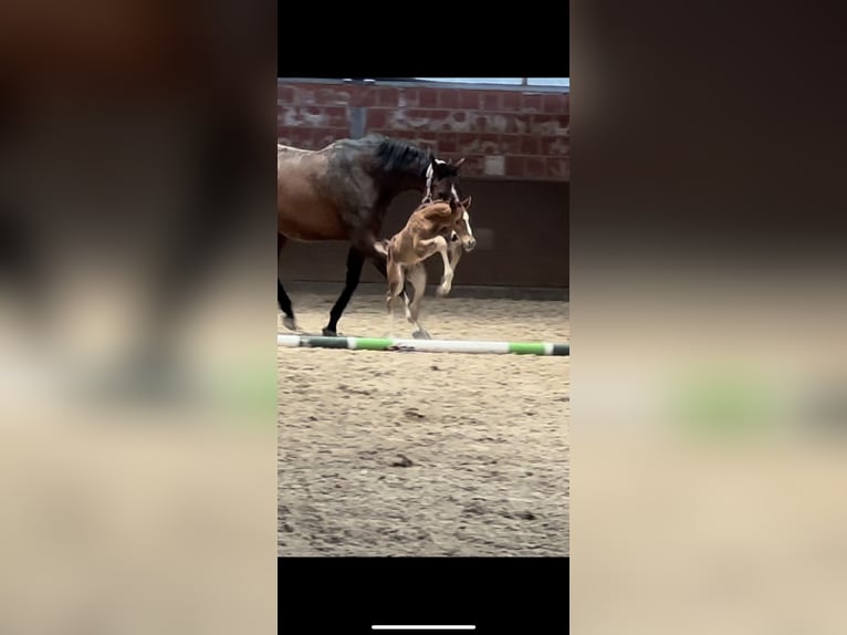 Hannoveraan Merrie veulen (05/2024) 166 cm Donkere-vos in Langwedel