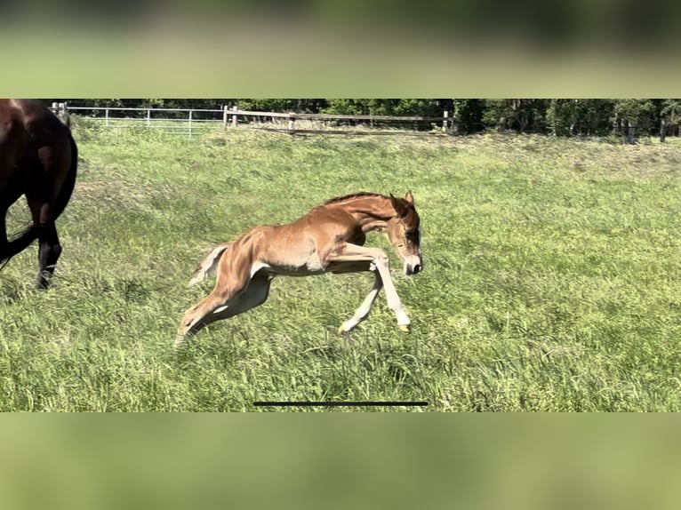 Hannoveraan Merrie veulen (05/2024) 166 cm Donkere-vos in Langwedel