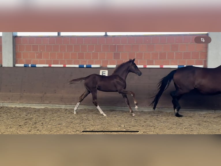 Hannoveraan Merrie veulen (05/2024) 166 cm Donkere-vos in Langwedel