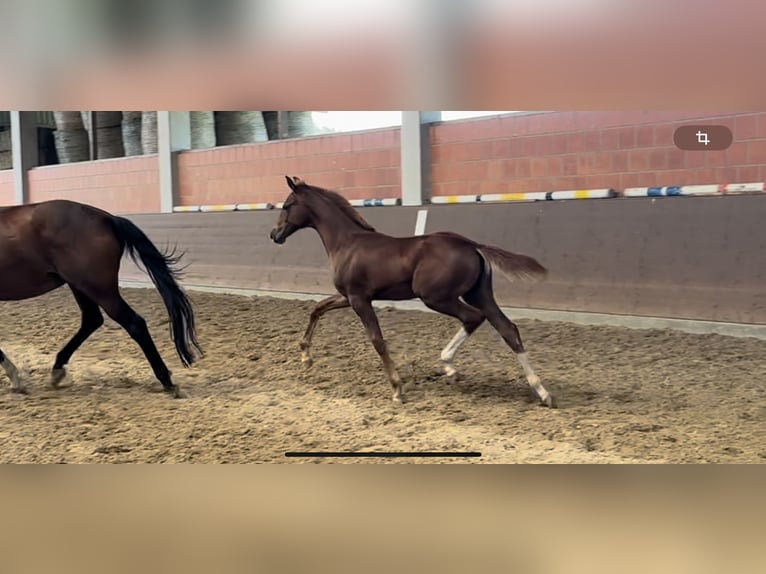 Hannoveraan Merrie veulen (05/2024) 166 cm Donkere-vos in Langwedel