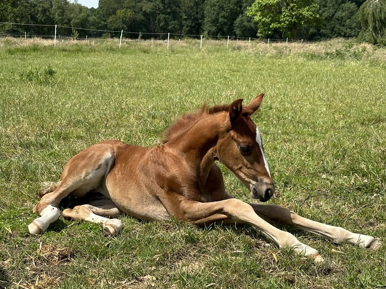 Hannoveraan Merrie veulen (05/2024) 166 cm Donkere-vos in Langwedel