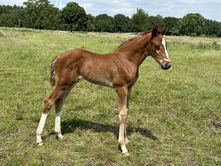 Hannoveraan Merrie veulen (05/2024) 166 cm Donkere-vos in Langwedel