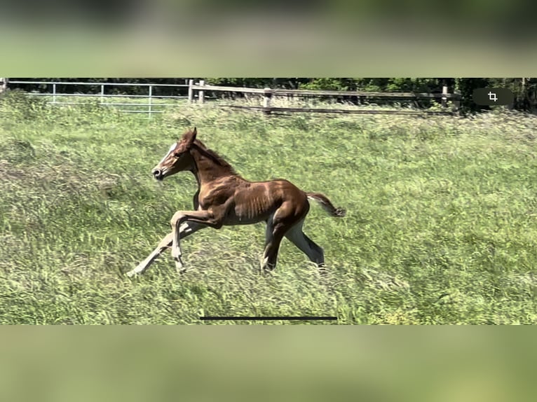 Hannoveraan Merrie veulen (05/2024) 166 cm Donkere-vos in Langwedel