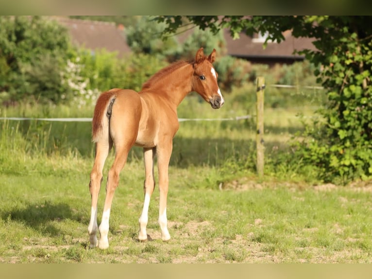 Hannoveraan Merrie veulen (05/2024) 166 cm Vos in Nümbrecht