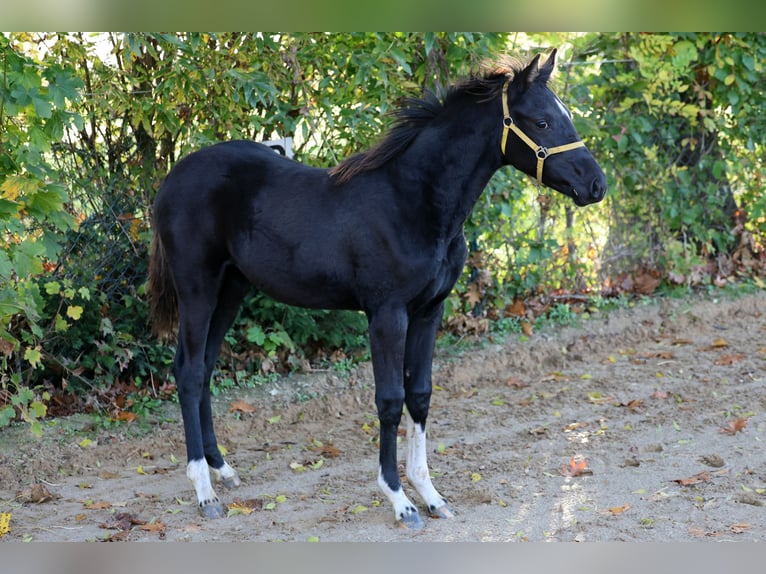 Hannoveraan Merrie Veulen (04/2026) 166 cm Zwart in Kutenholz