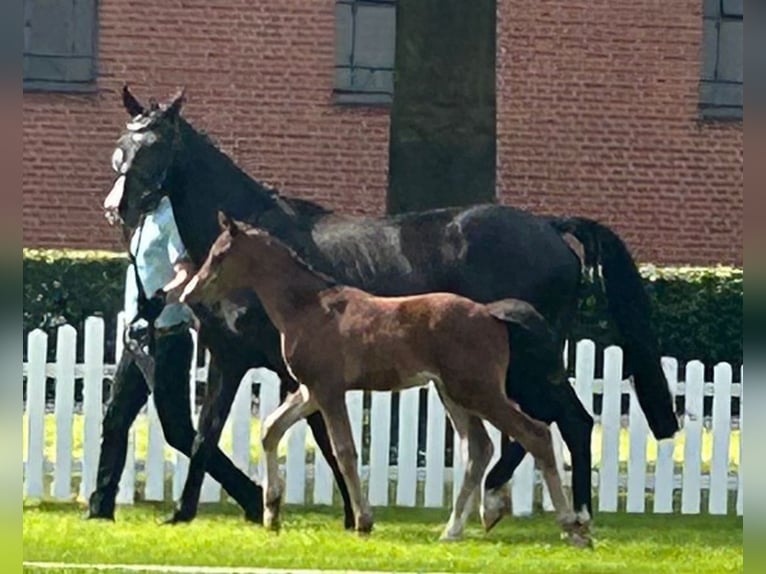 Hannoveraan Merrie veulen (04/2024) 167 cm Bruin in Mansfeld