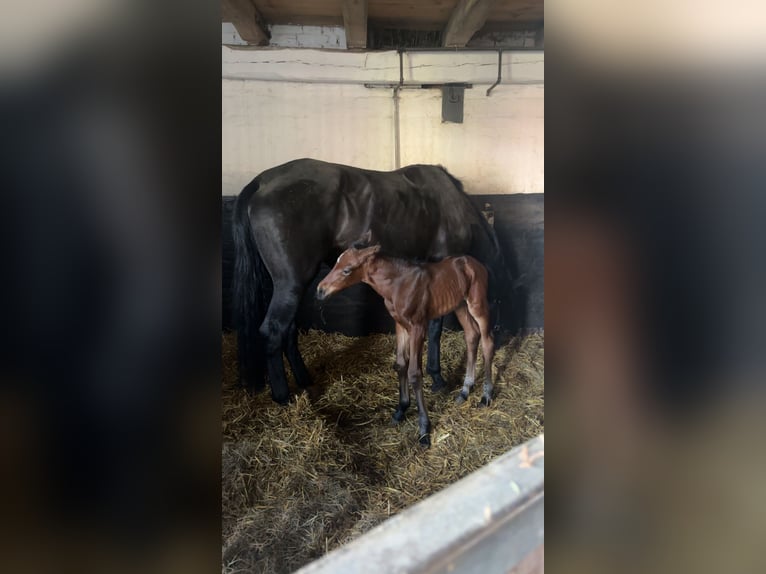 Hannoveraan Merrie  168 cm Bruin in Wunstorf