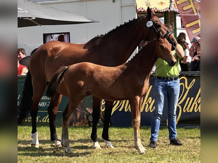 Hannoveraan Merrie veulen (05/2024) 168 cm Bruin in Westerstede