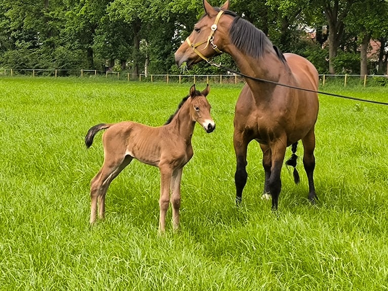 Hannoveraan Merrie veulen (05/2024) 168 cm Bruin in Westerstede