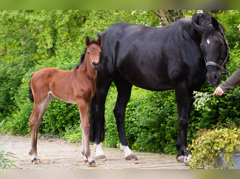Hannoveraan Merrie  168 cm Bruin in Wremen