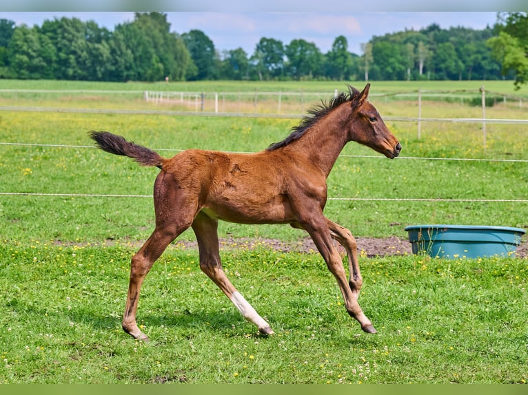 Hannoveraan Merrie Veulen (03/2025) 168 cm Bruin in Visselh&#xF6;vede