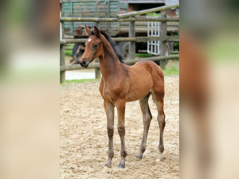 Hannoveraan Merrie veulen (05/2024) 168 cm Bruin in Kutenholz