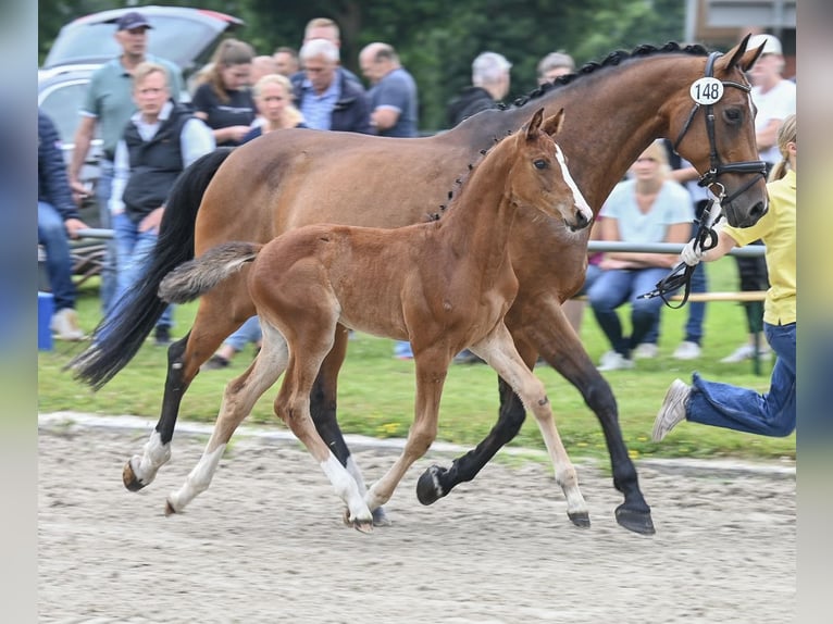 Hannoveraan Merrie Veulen (05/2025) 168 cm Bruin in Gro&#xDF;efehn Bagband
