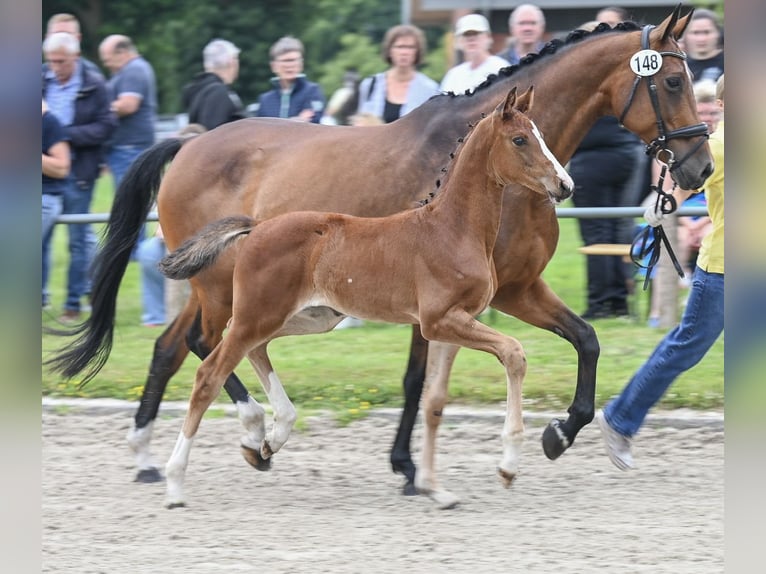 Hannoveraan Merrie Veulen (05/2025) 168 cm Bruin in Gro&#xDF;efehn Bagband