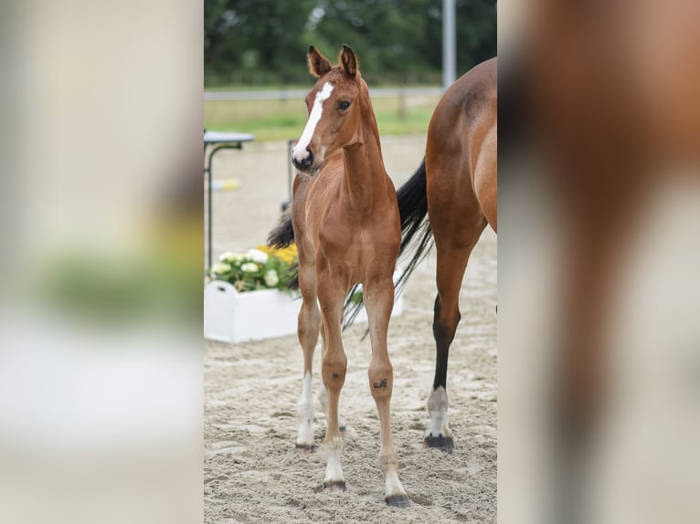 Hannoveraan Merrie Veulen (05/2025) 168 cm Bruin in Gro&#xDF;efehn Bagband