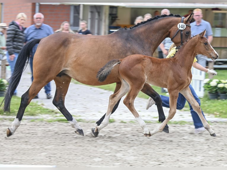 Hannoveraan Merrie Veulen (05/2025) 168 cm Bruin in Gro&#xDF;efehn Bagband
