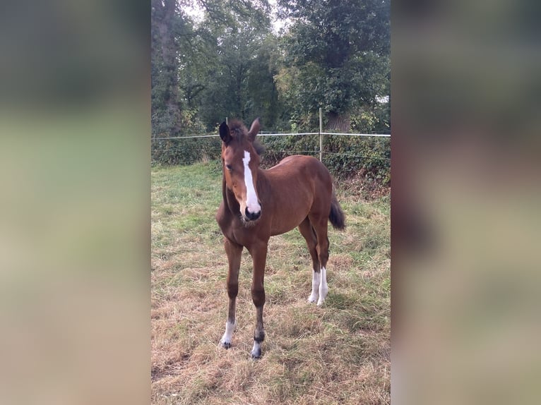 Hannoveraan Merrie Veulen (05/2025) 168 cm Bruin in Gro&#xDF;efehn Bagband