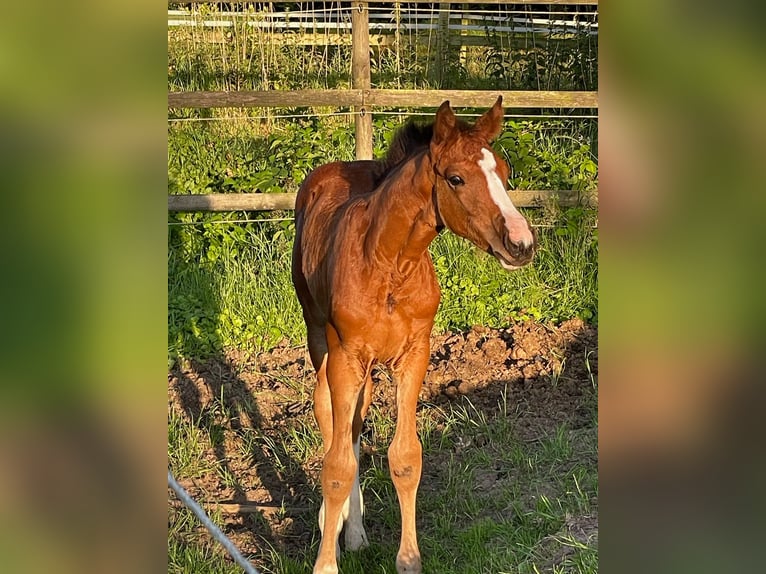 Hannoveraan Merrie Veulen (05/2025) 168 cm Bruin in Gro&#xDF;efehn Bagband