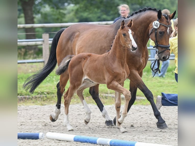 Hannoveraan Merrie Veulen (05/2025) 168 cm Bruin in Gro&#xDF;efehn Bagband