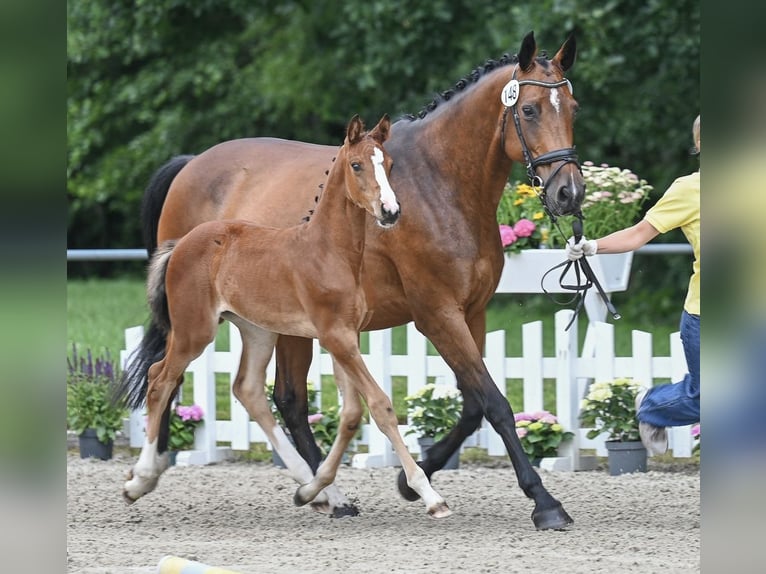 Hannoveraan Merrie Veulen (05/2025) 168 cm Bruin in Gro&#xDF;efehn Bagband