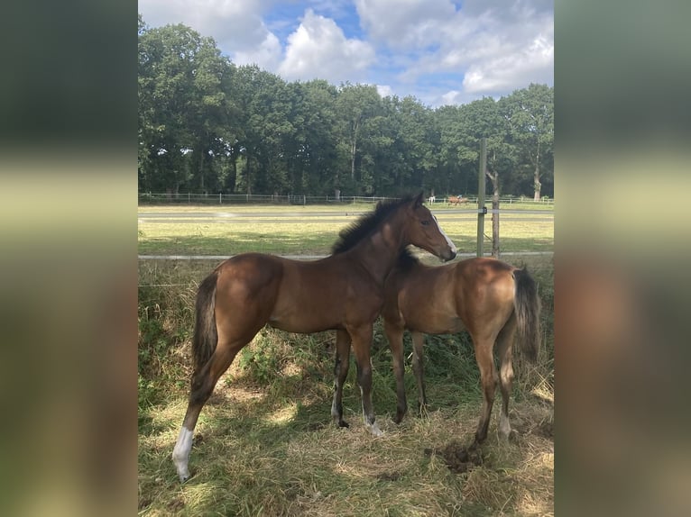 Hannoveraan Merrie Veulen (05/2025) 168 cm Bruin in Gro&#xDF;efehn Bagband