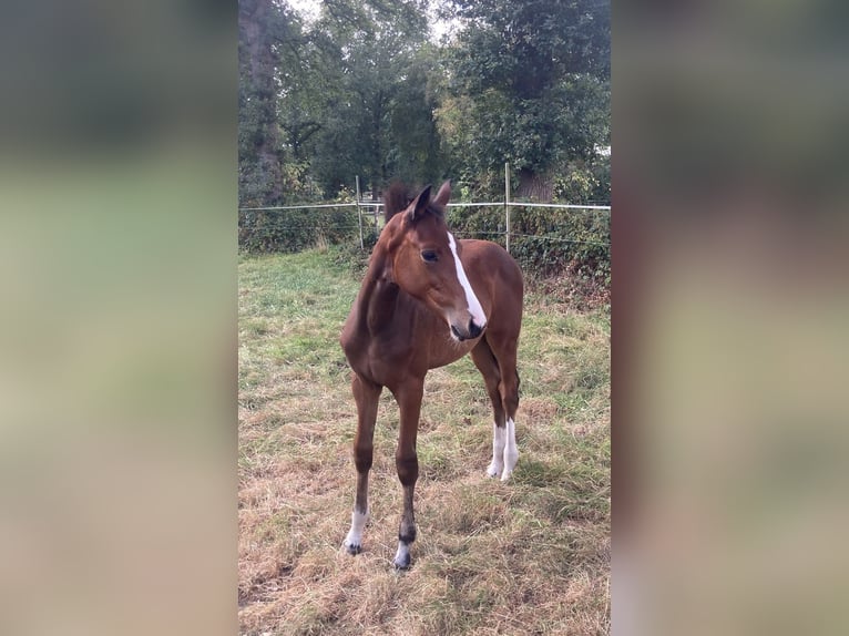 Hannoveraan Merrie Veulen (05/2025) 168 cm Bruin in Gro&#xDF;efehn Bagband