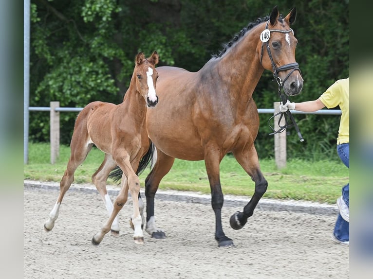 Hannoveraan Merrie Veulen (05/2025) 168 cm Bruin in Gro&#xDF;efehn Bagband