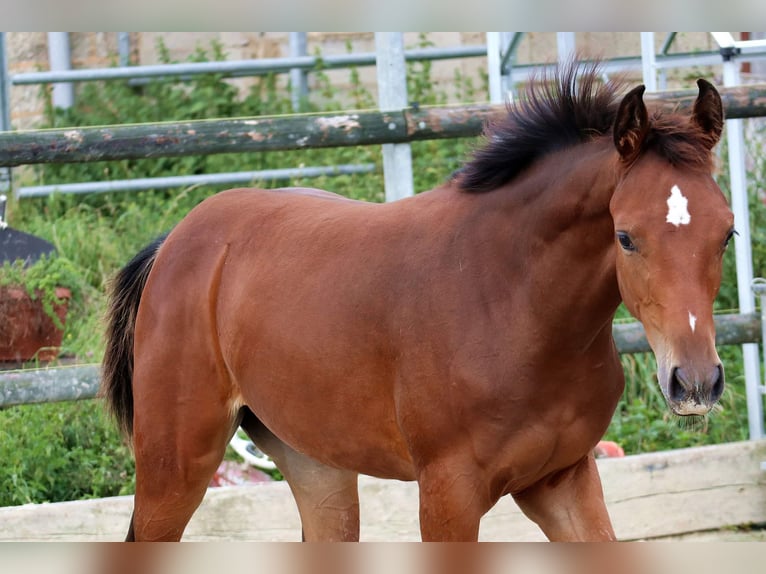 Hannoveraan Merrie veulen (04/2024) 168 cm Bruin in Mechernich