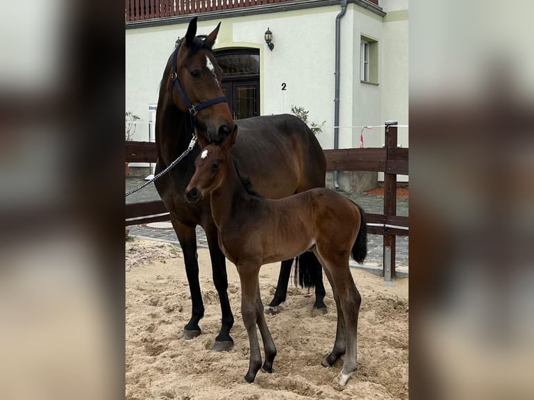 Hannoveraan Merrie veulen (05/2024) 168 cm Donkerbruin in Mansfeld