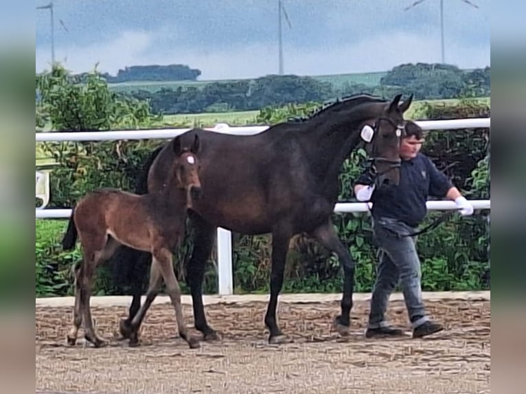 Hannoveraan Merrie veulen (05/2024) 168 cm Donkerbruin in Mansfeld