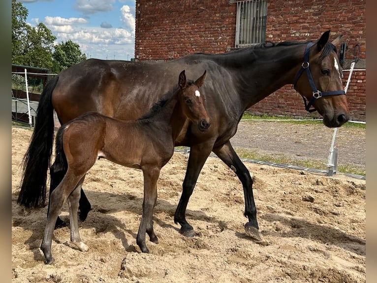 Hannoveraan Merrie veulen (05/2024) 168 cm Donkerbruin in Mansfeld