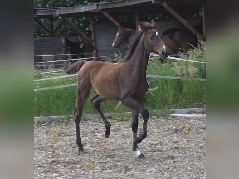 Hannoveraan Merrie veulen (02/2024) 168 cm Donkerbruin in Lübeck