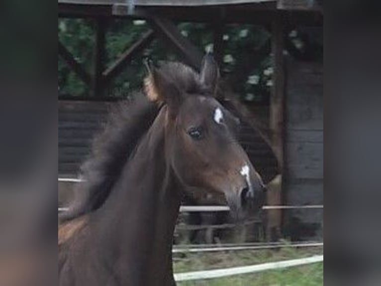 Hannoveraan Merrie veulen (02/2024) 168 cm Donkerbruin in Lübeck