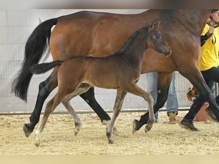 Hannoveraan Merrie  168 cm Donkerbruin in Baierbach