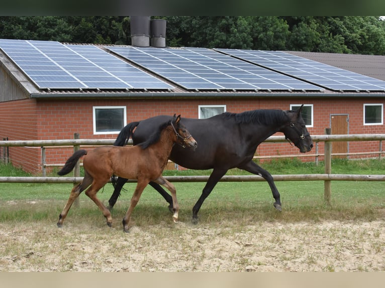 Hannoveraan Merrie Veulen (04/2026) 168 cm Donkerbruin in Westerkappeln