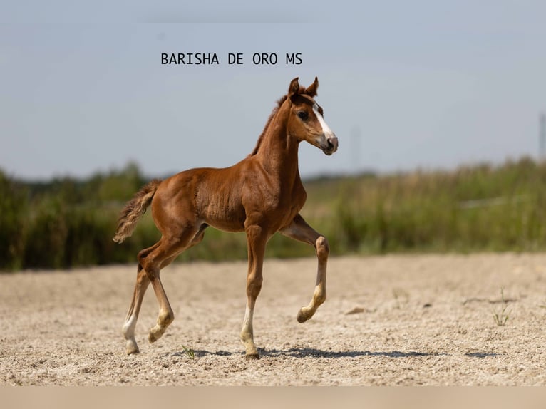 Hannoveraan Merrie Veulen (05/2025) 168 cm Donkere-vos in Bukowice