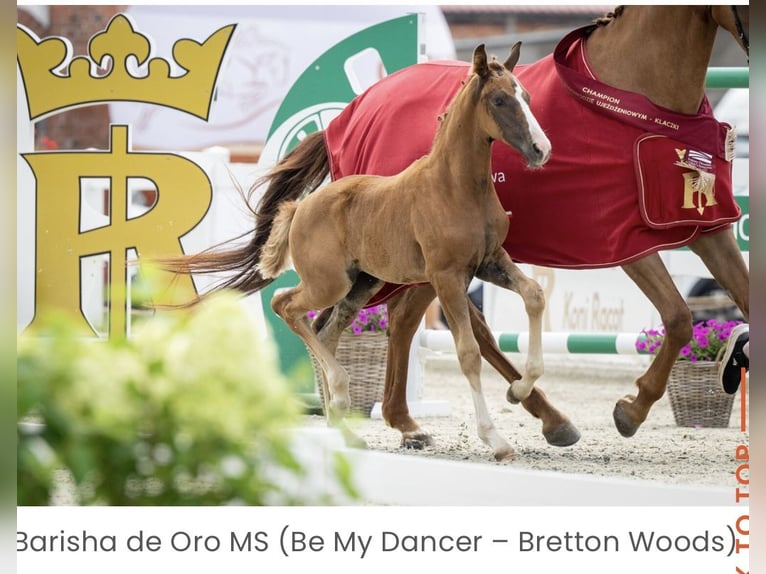 Hannoveraan Merrie Veulen (05/2025) 168 cm Donkere-vos in Bukowice