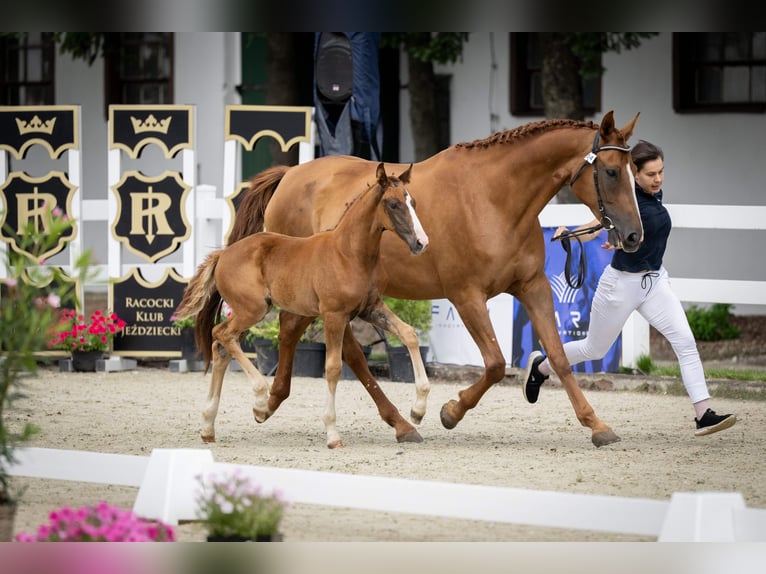 Hannoveraan Merrie Veulen (05/2025) 168 cm Donkere-vos in Bukowice