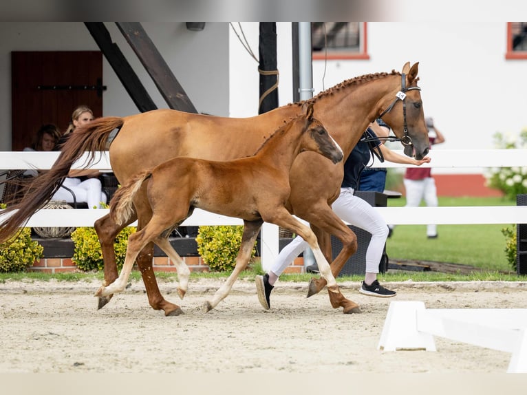 Hannoveraan Merrie Veulen (05/2025) 168 cm Donkere-vos in Bukowice