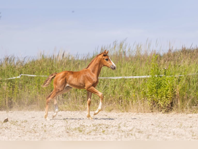 Hannoveraan Merrie Veulen (05/2025) 168 cm Donkere-vos in Bukowice