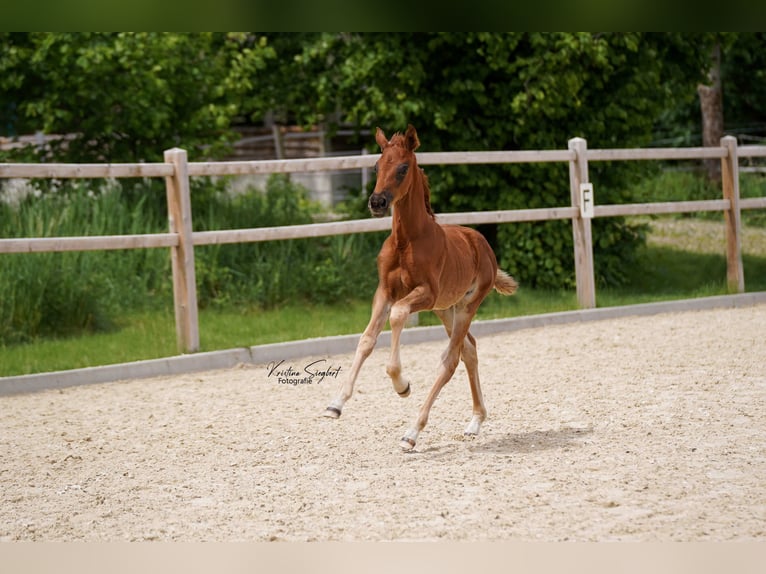 Hannoveraan Merrie veulen (04/2024) 168 cm Donkere-vos in Ettringen